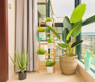 绿植租摆